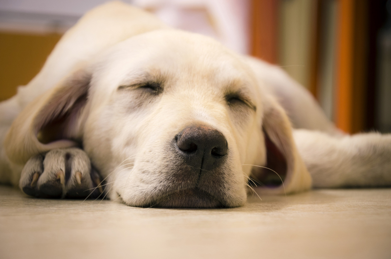 Labrador shop flea treatment