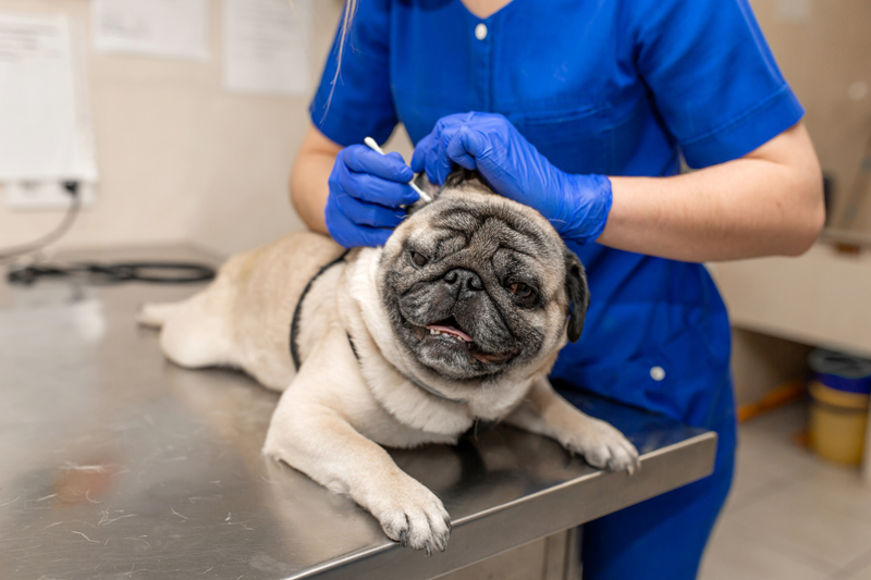 Ear Infections Nall Hills Animal Hospital